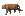 AMUR TIGERS